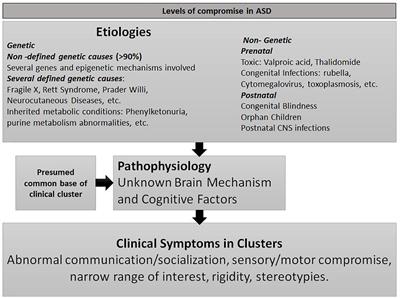 Autism Pathogenesis: The Superior Colliculus